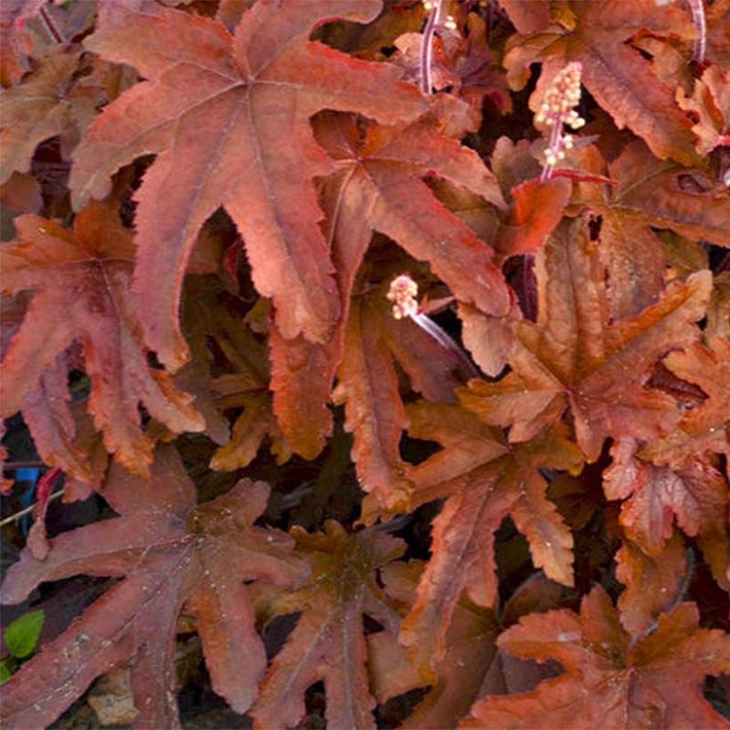 Heucherella Red Rover (Fogliame)