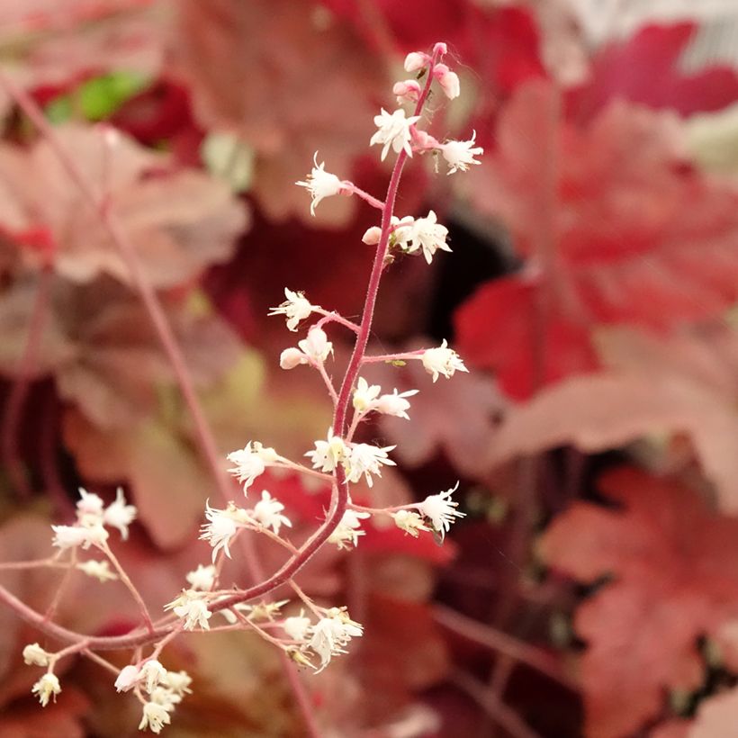 Heucherella Red Rover (Fioritura)