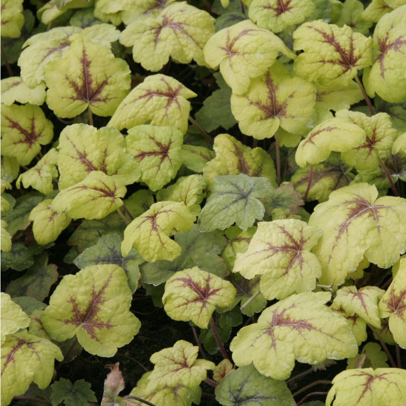 Heucherella Stoplight (Fogliame)