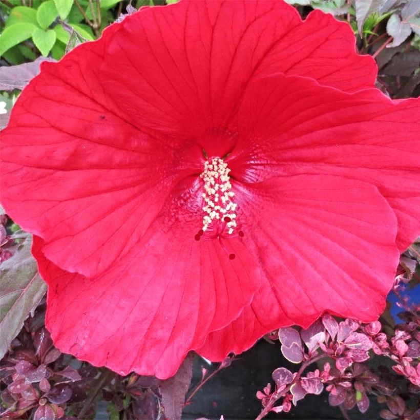 Hibiscus moscheutos Midnight Marvel - Ibisco palustre (Fioritura)