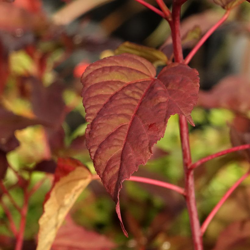 Hibiscus moscheutos Midnight Marvel - Ibisco palustre (Fogliame)