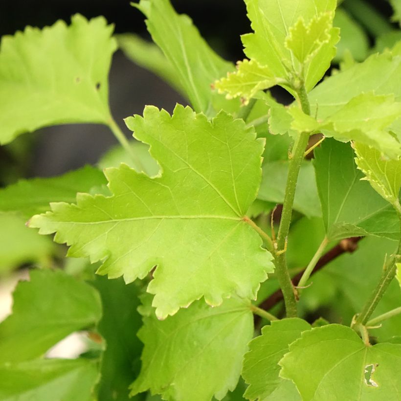 Hibiscus Rose Moon - Ibisco (Fogliame)