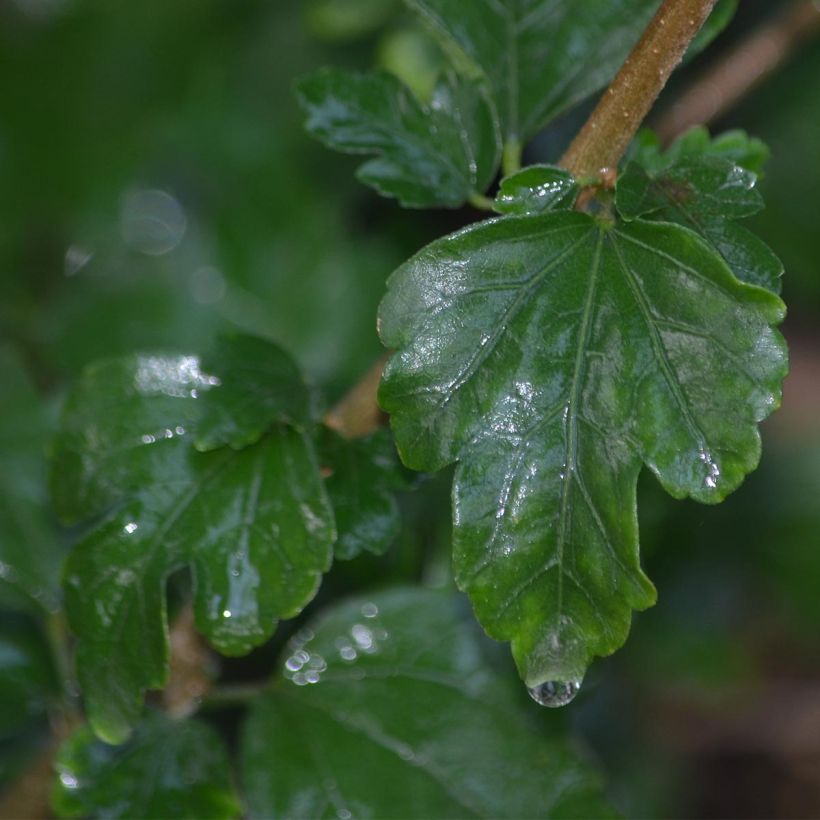 Hibiscus syriacus Eruption - Ibisco (Fogliame)