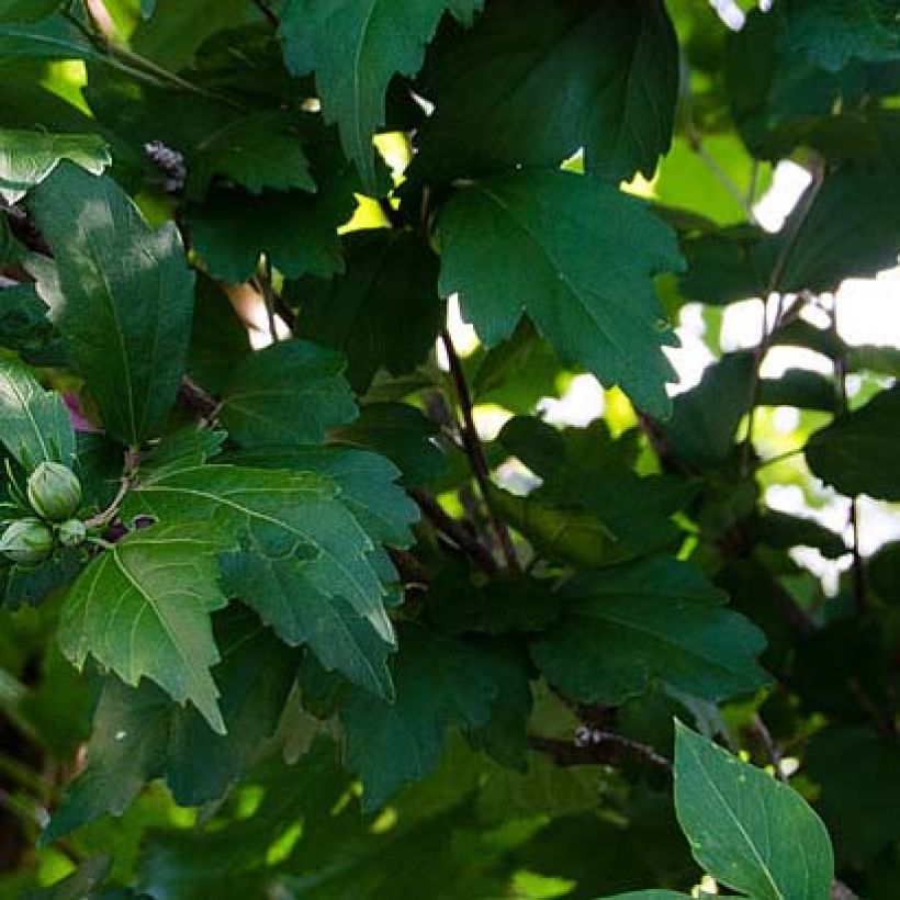 Hibiscus syriacus Freedom - Ibisco (Fogliame)