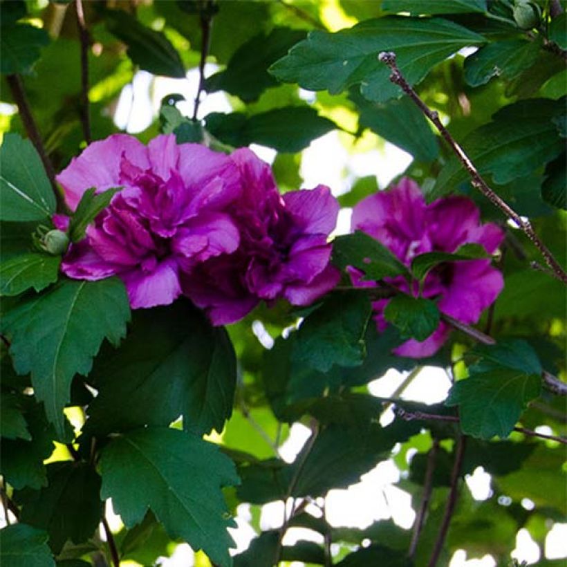 Hibiscus syriacus Freedom - Ibisco (Fioritura)