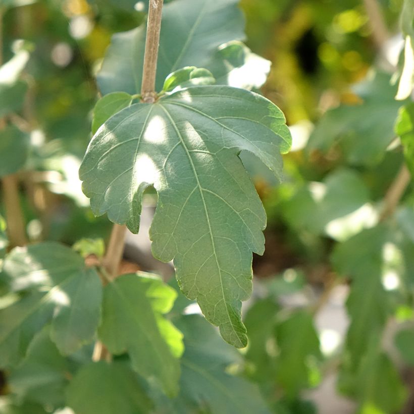 Hibiscus syriacus French point - Ibisco (Fogliame)