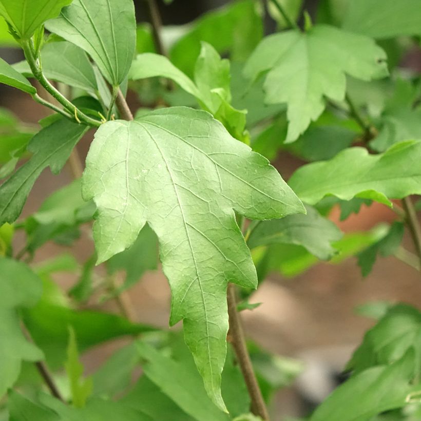 Hibiscus syriacus Three Sisters Mix - Ibisco (Fogliame)