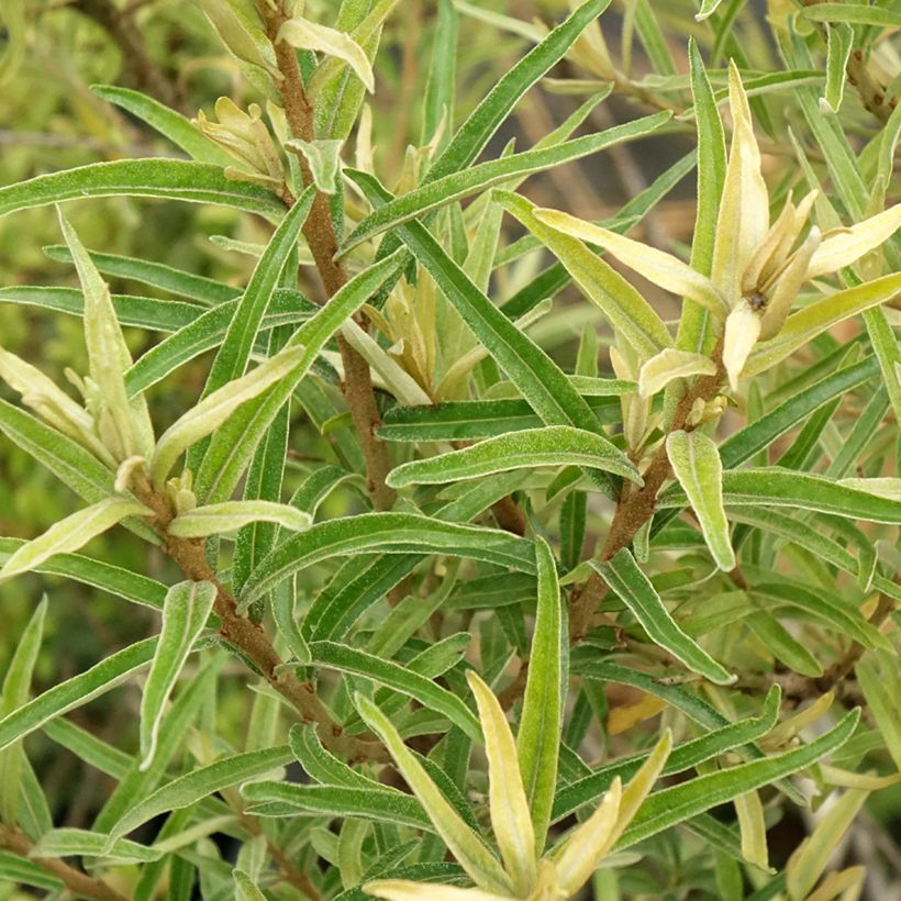 Hippophae rhamnoides 'Botanica' - Olivello spinoso (Fogliame)