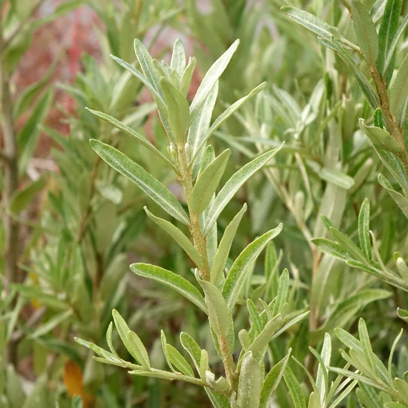 Hippophae rhamnoides Orange Energy 'Hagebo' - Olivello spinoso (Fogliame)