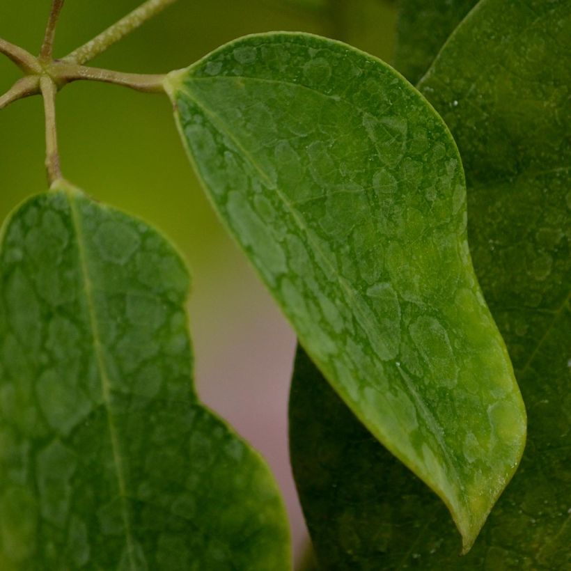 Holboellia latifolia - Vite salsiccia (Fogliame)