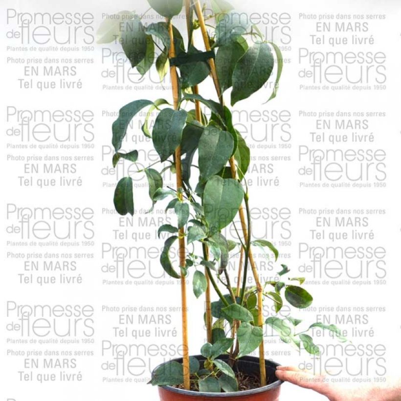 Esempio di esemplare Holboellia latifolia Pot de 1.5L come consegnato