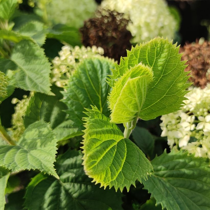 Hydrangea arborescens BellaRagazza Limetta - Ortensia (Fogliame)