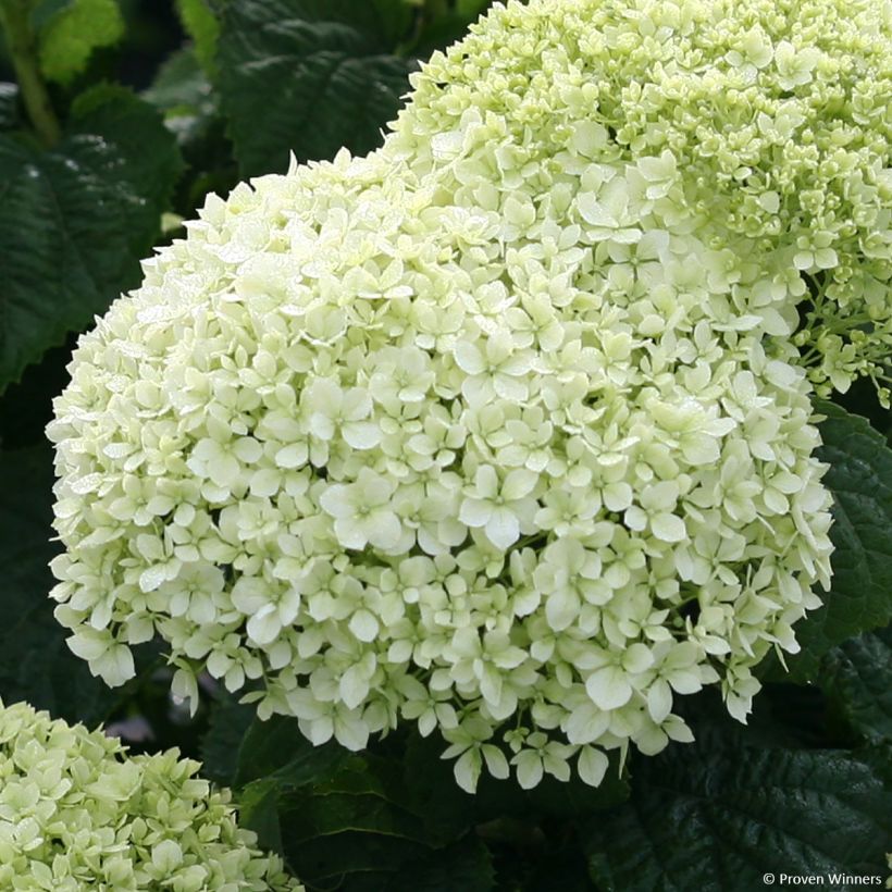 Hydrangea arborescens BellaRagazza Limetta - Ortensia (Fioritura)