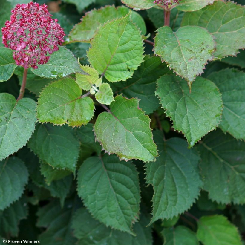 Hydrangea arborescens BellaRagazza Mauvette - Ortensia (Fogliame)