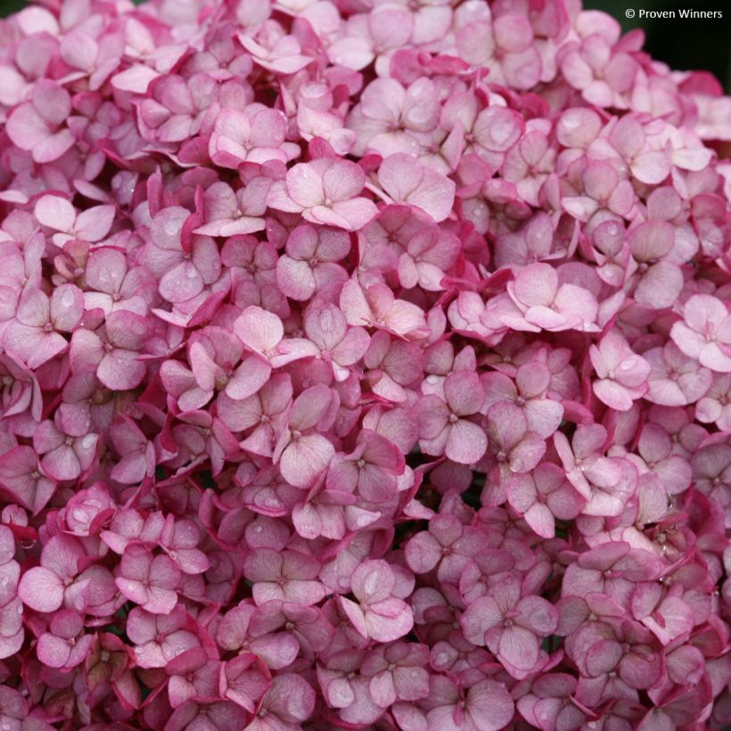 Hydrangea arborescens BellaRagazza Mauvette - Ortensia (Fioritura)