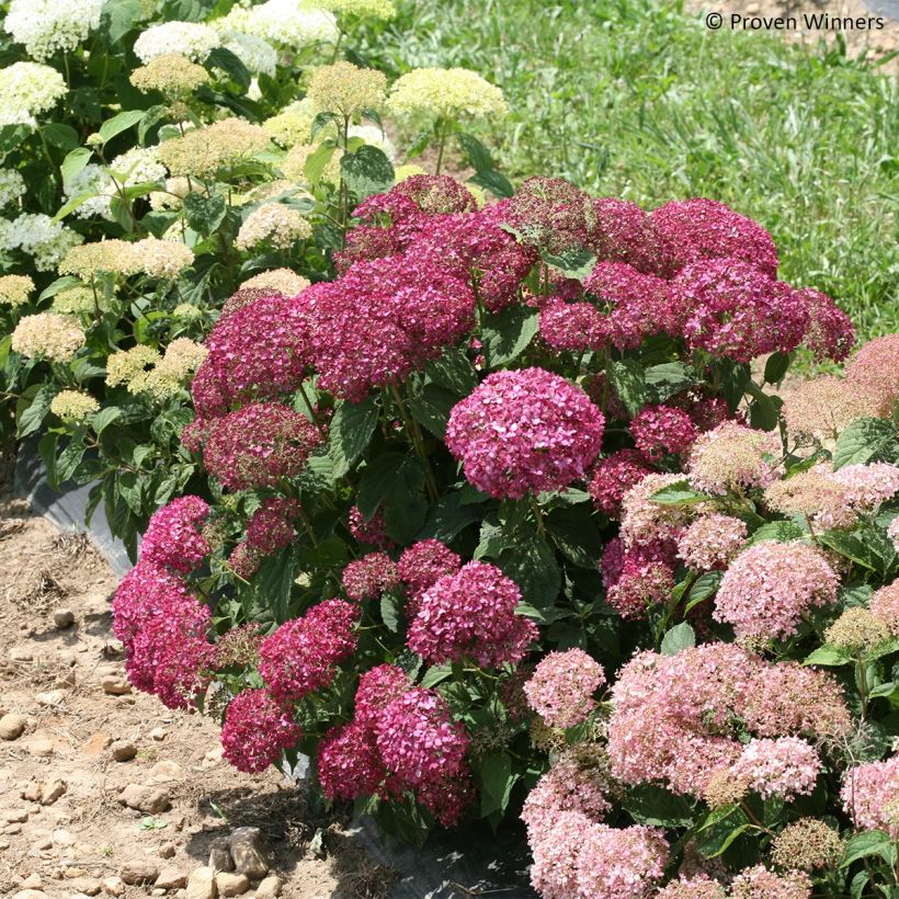 Hydrangea arborescens BellaRagazza Mauvette - Ortensia (Porto)