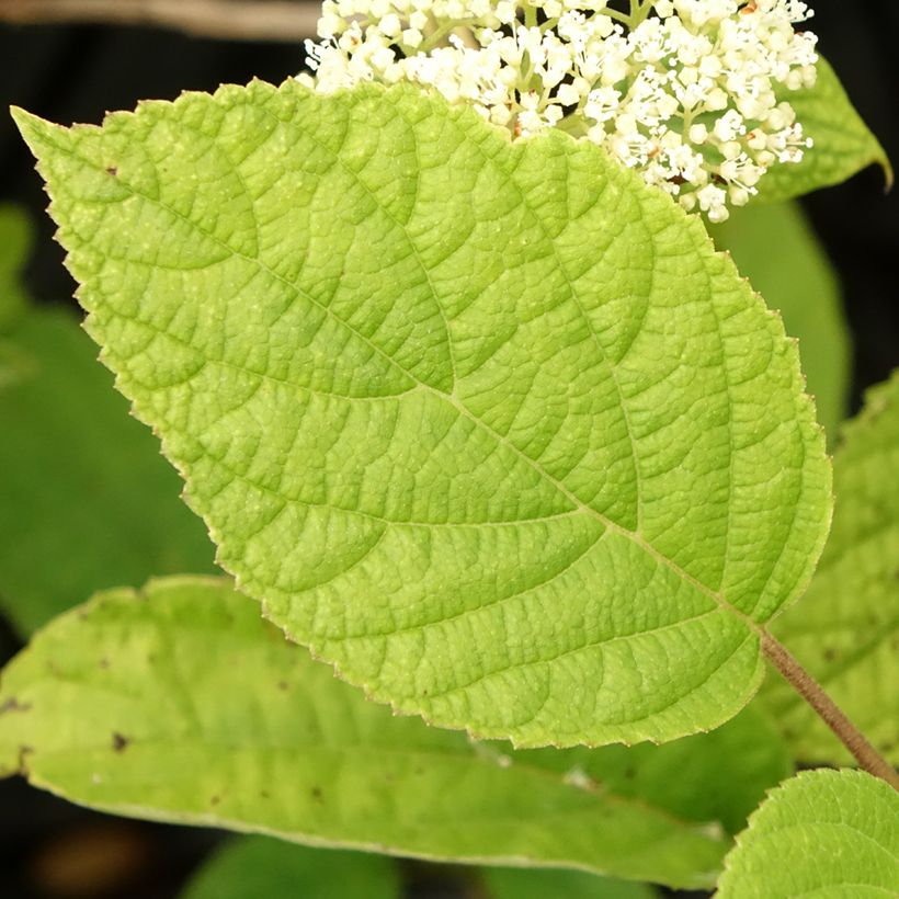 Hydrangea arborescens Hills Of Snow - Ortensia (Fogliame)