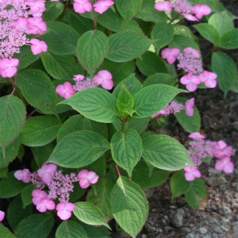 Hydrangea serrata Avelroz - Ortensia (Fogliame)