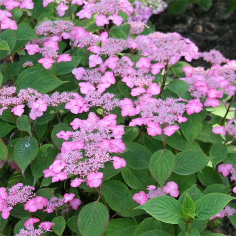 Hydrangea serrata Avelroz - Ortensia (Fioritura)