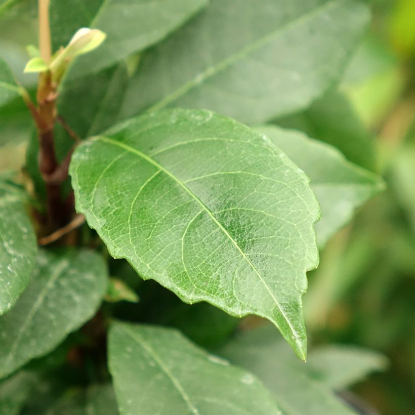 Hydrangea seemanii - Ortensia rampicante (Fogliame)