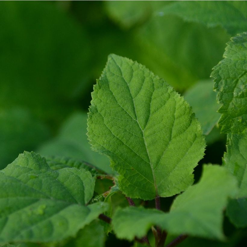 Hydrangea arborescens Annabelle - Ortensia (Fogliame)