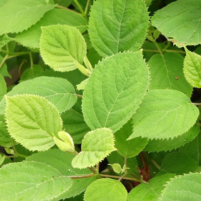 Hydrangea arborescens Ruby Annabelle - Ortensia (Fogliame)