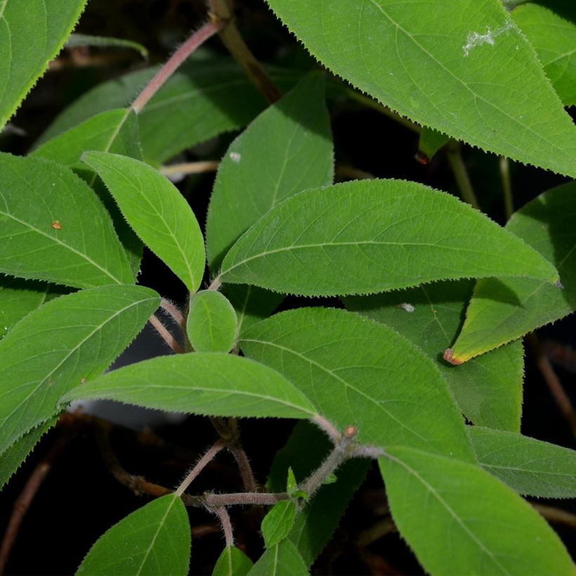 Hydrangea aspera Villosa - Ortensia (Fogliame)