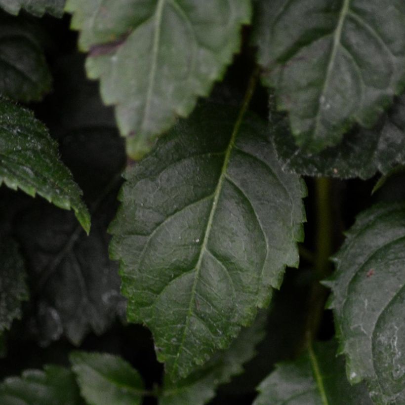 Hydrangea anomala subsp. petiolaris Winter Surprise - Ortensia rampicante (Fogliame)