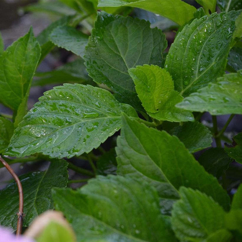 Hydrangea macrophylla Bodensee - Ortensia (Fogliame)