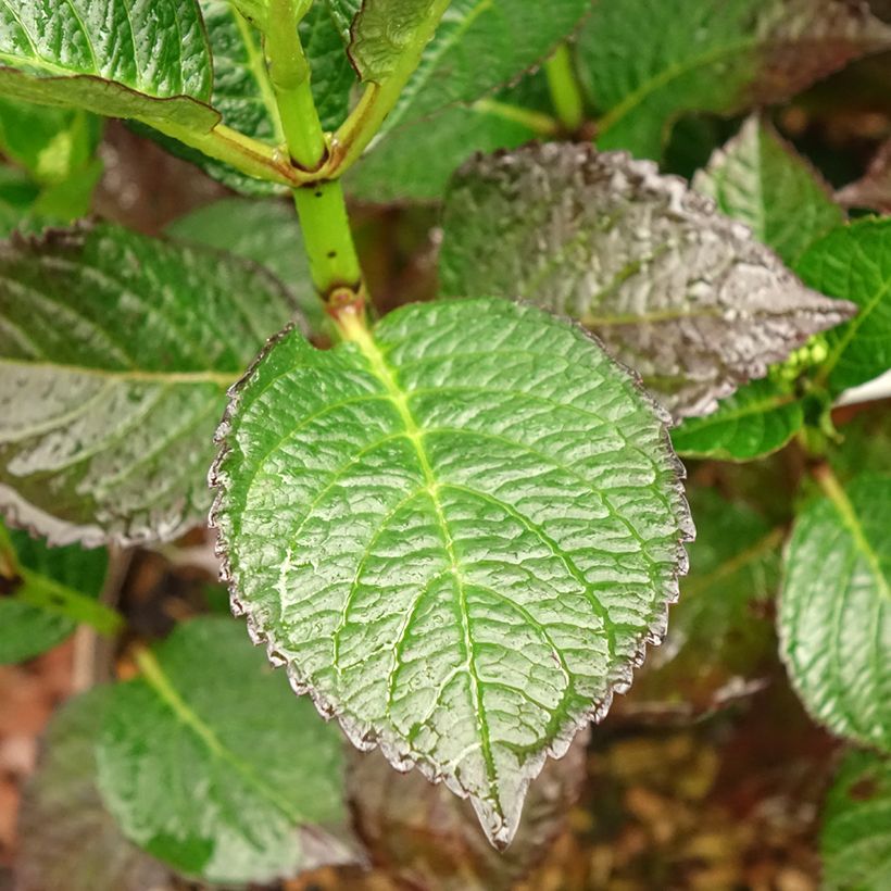 Hydrangea macrophylla Chocolate Ever Belles - Ortensia (Fogliame)