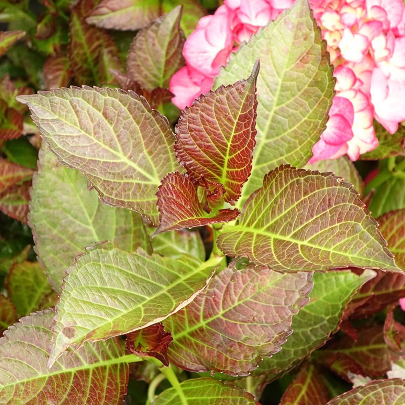 Hydrangea macrophylla Black Diamonds Dark Angel - Ortensia (Fogliame)