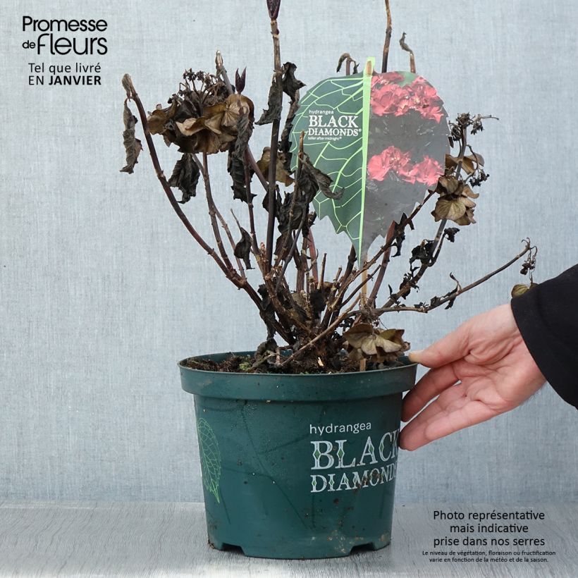 Hortensia - Hydrangea macrophylla Dark Angel Purple (Black Diamonds) Pot de 5L esemplare consegnato in inverno