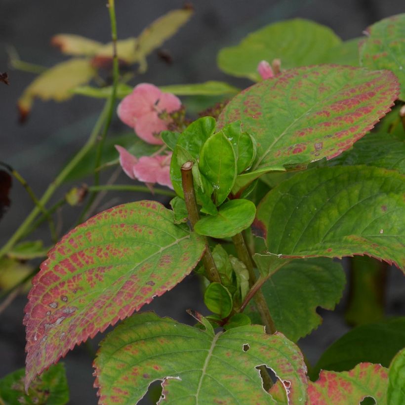 Hydrangea macrophylla Dolce Gipsy - Ortensia (Fogliame)