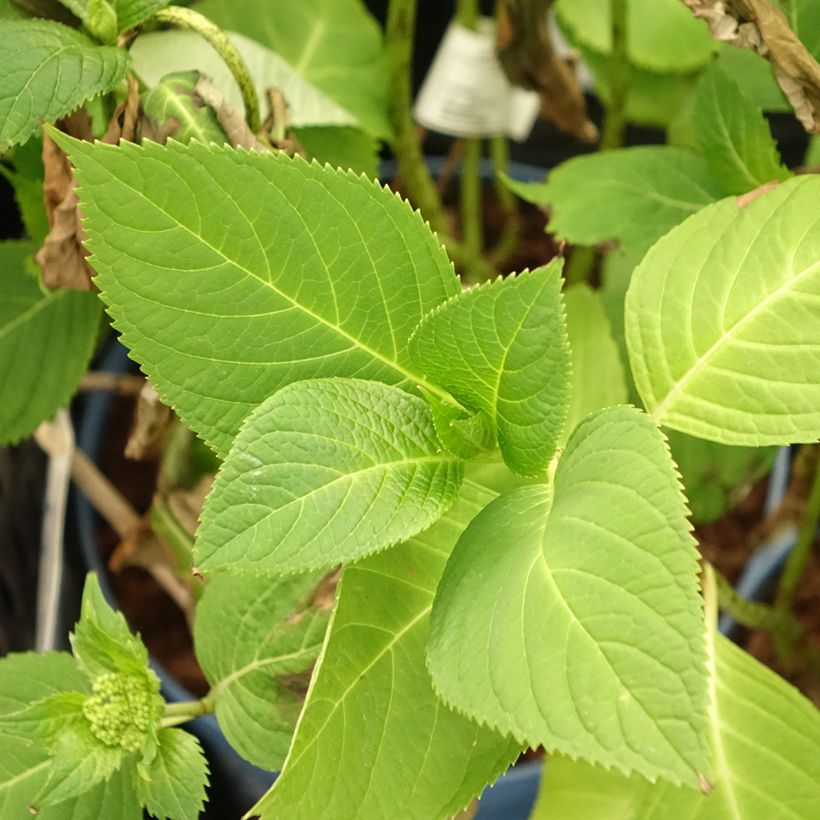 Hydrangea macrophylla Endless Summer The Original Pink - Ortensia (Fogliame)