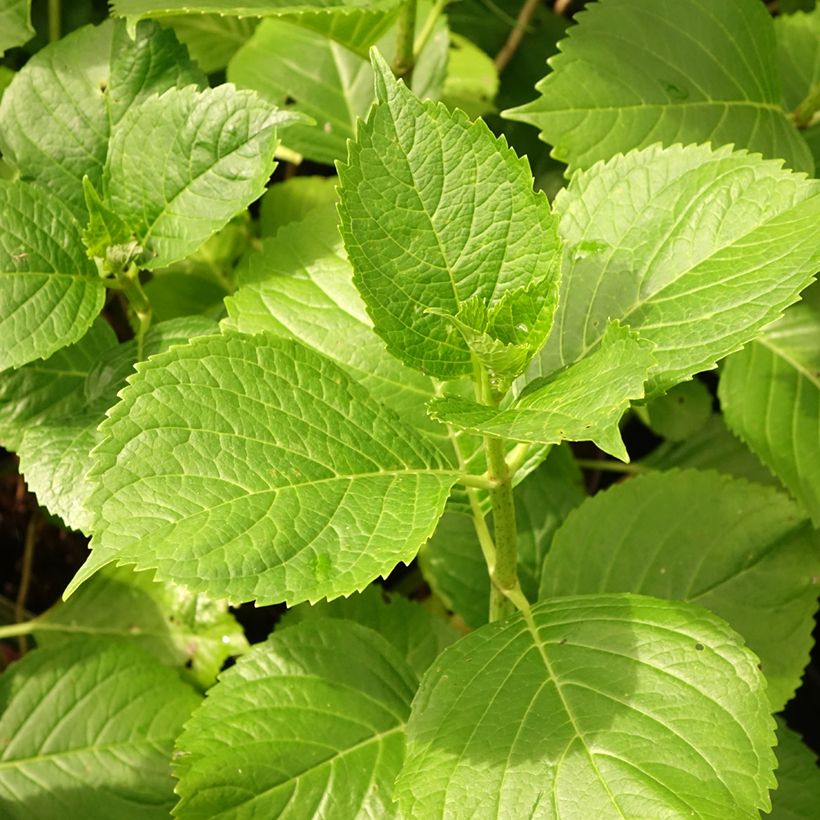 Hydrangea macrophylla Gertrud Glahn - Ortensia (Fogliame)