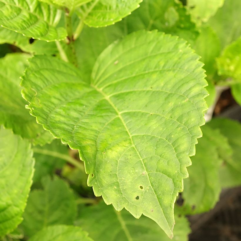 Hydrangea macrophylla Green Ever Belles - Ortensia (Fogliame)