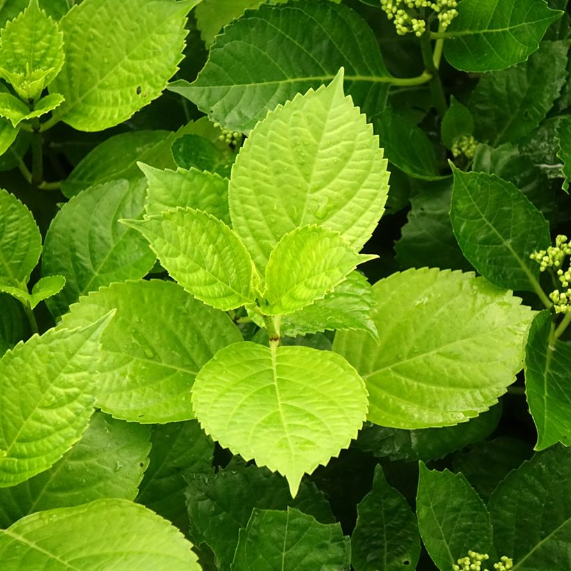 Hydrangea macrophylla Hovaria Hobergine - Ortensia (Fogliame)