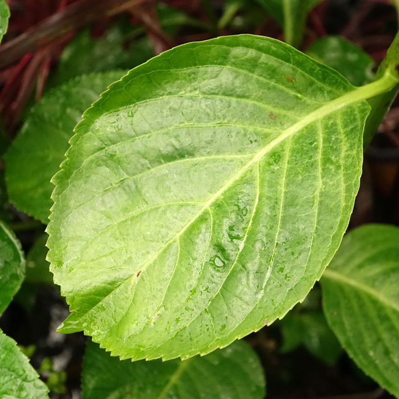 Hydrangea macrophylla Kazan - Ortensia (Fogliame)