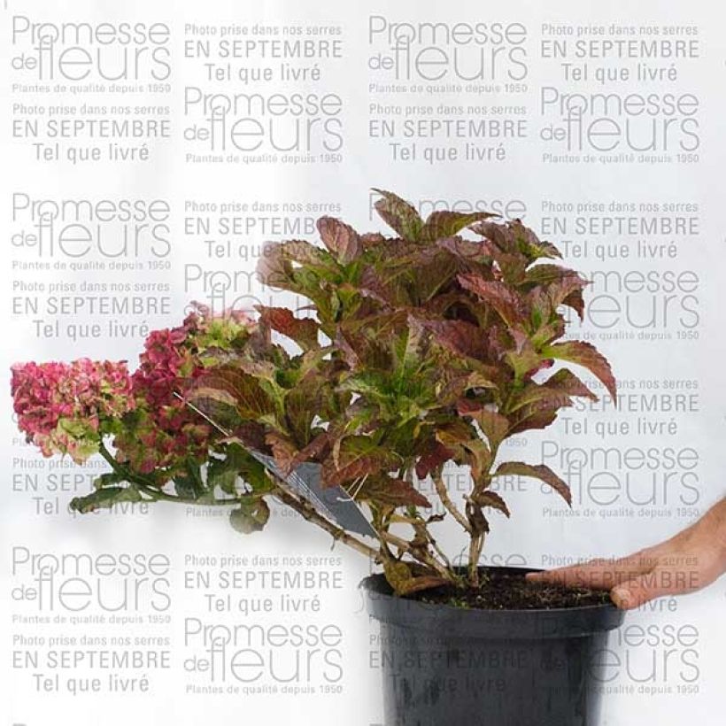 Esempio di esemplare Hortensia - Hydrangea macrophylla Magical Jade Pot de 2L/3L come consegnato