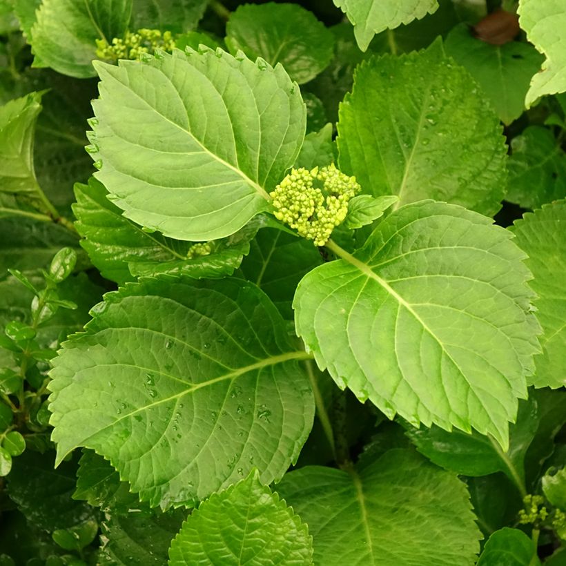 Hydrangea macrophylla Nikko Blue - Ortensia (Fogliame)