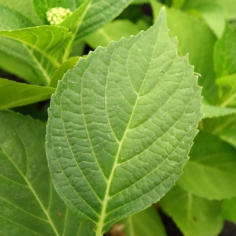 Hydrangea macrophylla Pink Pop - Ortensia (Fogliame)