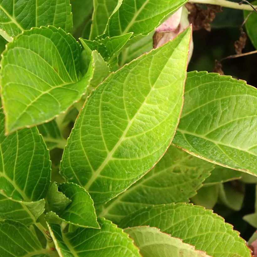 Hydrangea macrophylla Soft Pink Salsa - Ortensia (Fogliame)