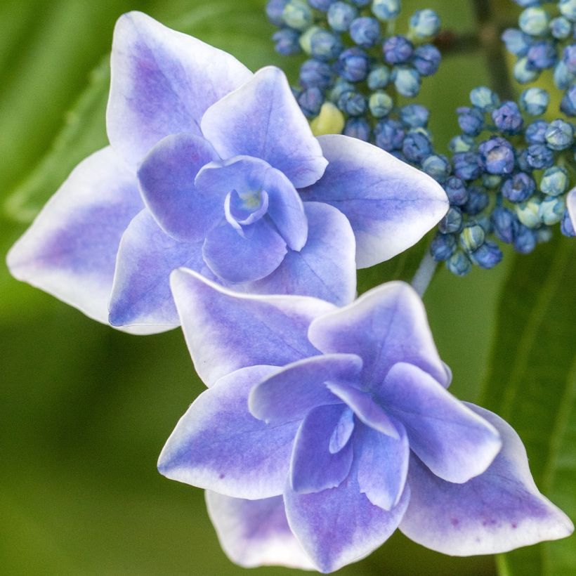 Hydrangea macrophylla Star Gazer Blue - Ortensia (Fioritura)