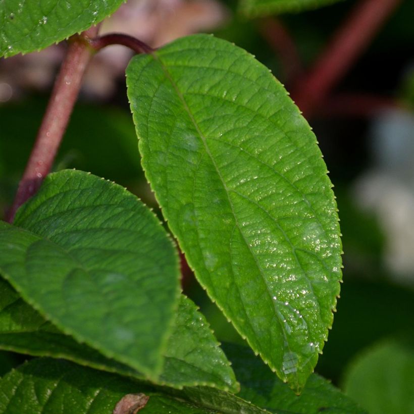 Hydrangea paniculata Bobo - Ortensia paniculata (Fogliame)