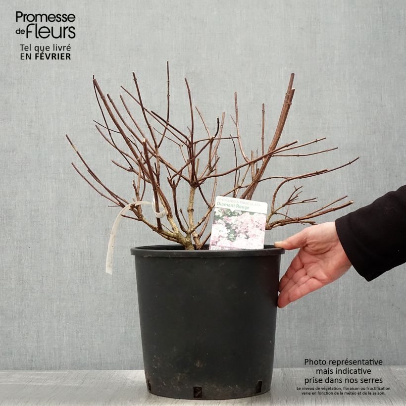 Hortensia - Hydrangea paniculata Diamant Rouge en pot de 10L esemplare consegnato in inverno