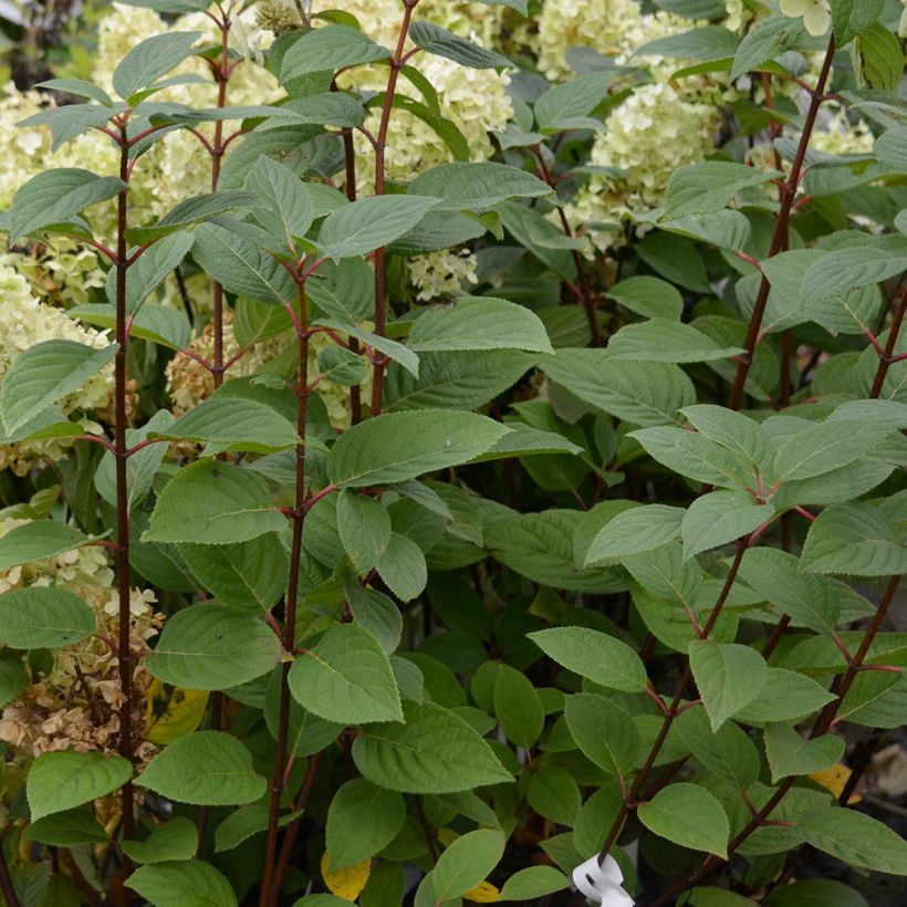 Hydrangea paniculata Early Sensation - Ortensia paniculata (Fogliame)