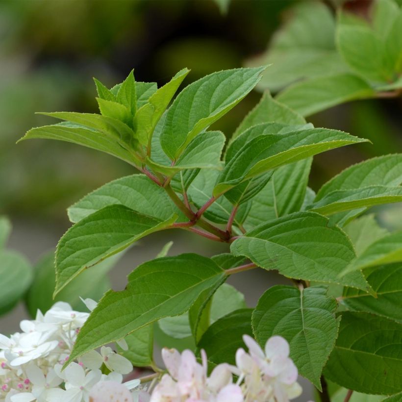 Hydrangea paniculata Limelight - Ortensia paniculata (Fogliame)