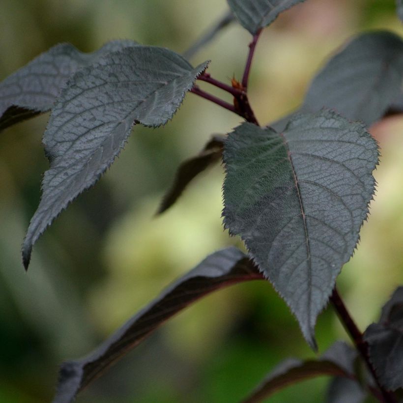 Hydrangea paniculata White Diamond - Ortensia paniculata (Fogliame)