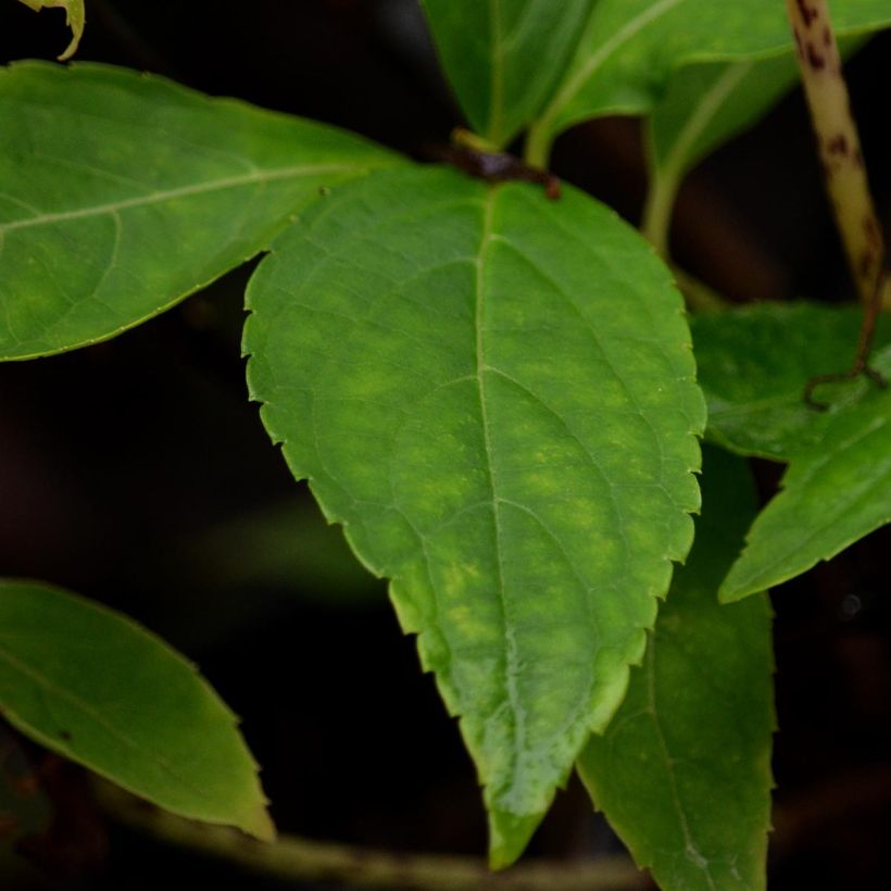 Hydrangea serrata Blue Deckle - Ortensia (Fogliame)