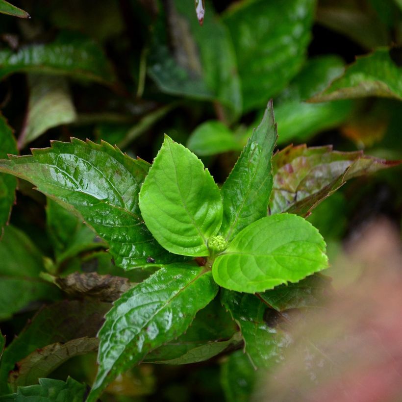 Hydrangea serrata Graciosa - Ortensia (Fogliame)